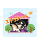 黒チワワの日常3（個別スタンプ：34）