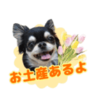 黒チワワの日常3（個別スタンプ：36）