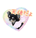 黒チワワの日常3（個別スタンプ：37）