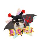 黒チワワの日常3（個別スタンプ：38）