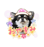 黒チワワの日常3（個別スタンプ：40）