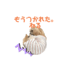 ここさんまろさん 2（個別スタンプ：4）
