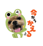 ここさんまろさん 2（個別スタンプ：7）