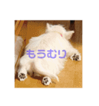 ウエスティのおもちさん(ウェスティ)（個別スタンプ：1）