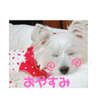ウエスティのおもちさん(ウェスティ)（個別スタンプ：2）