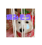 ウエスティのおもちさん(ウェスティ)（個別スタンプ：3）