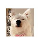 ウエスティのおもちさん(ウェスティ)（個別スタンプ：4）
