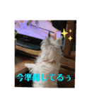 ウエスティのおもちさん(ウェスティ)（個別スタンプ：6）