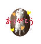 ウエスティのおもちさん(ウェスティ)（個別スタンプ：10）