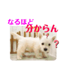 ウエスティのおもちさん(ウェスティ)（個別スタンプ：11）