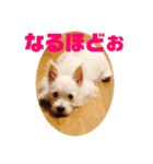 ウエスティのおもちさん(ウェスティ)（個別スタンプ：12）