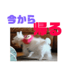 ウエスティのおもちさん(ウェスティ)（個別スタンプ：13）