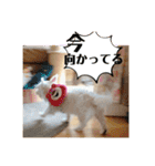 ウエスティのおもちさん(ウェスティ)（個別スタンプ：14）