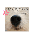 ウエスティのおもちさん(ウェスティ)（個別スタンプ：15）