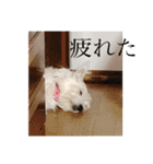 ウエスティのおもちさん(ウェスティ)（個別スタンプ：16）