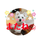 ウエスティのおもちさん(ウェスティ)（個別スタンプ：17）
