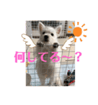 ウエスティのおもちさん(ウェスティ)（個別スタンプ：20）