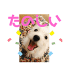 ウエスティのおもちさん(ウェスティ)（個別スタンプ：21）