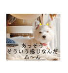 ウエスティのおもちさん(ウェスティ)（個別スタンプ：23）