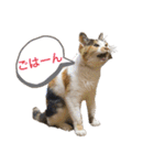 ことみらい②（個別スタンプ：4）