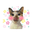 ことみらい②（個別スタンプ：12）
