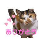 ことみらい②（個別スタンプ：21）