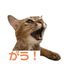 まりも・めかぶ・こんぶすたんぷ！7（個別スタンプ：2）