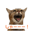 まりも・めかぶ・こんぶすたんぷ！7（個別スタンプ：3）