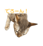 まりも・めかぶ・こんぶすたんぷ！7（個別スタンプ：4）