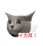 まりも・めかぶ・こんぶすたんぷ！7（個別スタンプ：5）