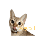 まりも・めかぶ・こんぶすたんぷ！7（個別スタンプ：8）