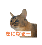 まりも・めかぶ・こんぶすたんぷ！7（個別スタンプ：11）