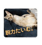 まりも・めかぶ・こんぶすたんぷ！7（個別スタンプ：12）