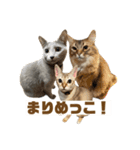 まりも・めかぶ・こんぶすたんぷ！7（個別スタンプ：15）
