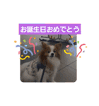 ぱぴぱぴパピヨン57（個別スタンプ：4）