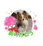 ぱぴぱぴパピヨン57（個別スタンプ：6）