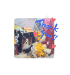 ぱぴぱぴパピヨン57（個別スタンプ：7）