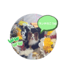 ぱぴぱぴパピヨン57（個別スタンプ：17）