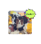ぱぴぱぴパピヨン57（個別スタンプ：20）