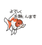 金魚のイラストスタンプ（個別スタンプ：1）