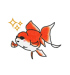 金魚のイラストスタンプ（個別スタンプ：18）