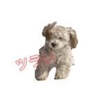 gran is dog（個別スタンプ：4）