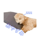 gran is dog（個別スタンプ：6）