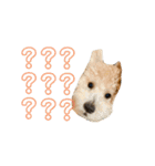 gran is dog（個別スタンプ：12）