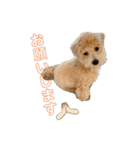 gran is dog（個別スタンプ：14）