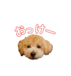 gran is dog（個別スタンプ：16）