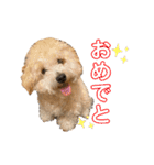 gran is dog（個別スタンプ：17）