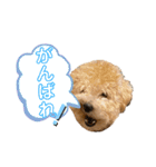 gran is dog（個別スタンプ：18）