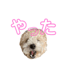 gran is dog（個別スタンプ：19）
