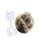 gran is dog（個別スタンプ：20）